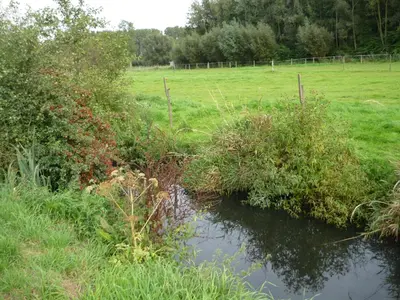 a stream of water in a field with plants at B&B Wiezebed in Wieze