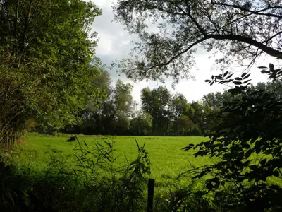 a field of green grass with a cow in it at B&B Wiezebed in Wieze