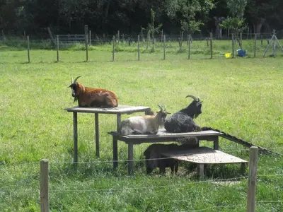 a group of goats sitting on tables in a field at B&B Wiezebed in Wieze