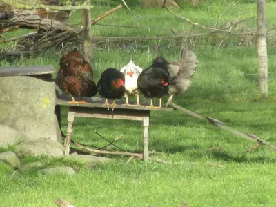 a group of chickens sitting on a bench at B&B Wiezebed in Wieze