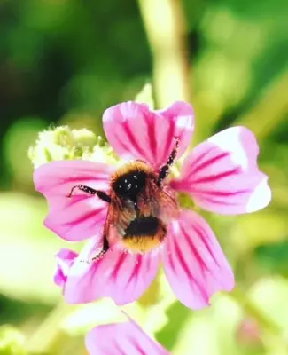a bumblebee is sitting on a pink flower at The BEE Garden in Lede