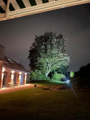 a large tree in the middle of a yard at night at Aplusstudio in Zottegem