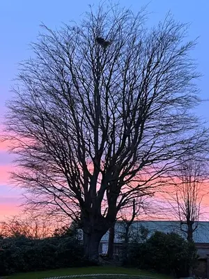 a tree with a kite sitting on top of it at Aplusstudio in Zottegem