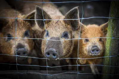 two pigs are looking through a wire fence at De Blauwe Hoeve in Zwijndrecht