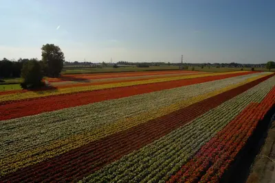 a large field of crops with red and yellow flowers at Lo-Gies in Lochristi