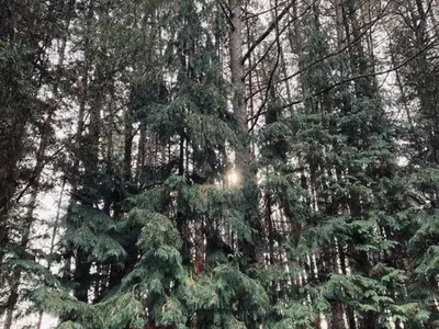 a group of pine trees with the sun shining through them at Peaceful Chalet Retreat in Nijlen