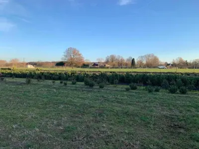 a field with rows of plants in a field at Peaceful Chalet Retreat in Nijlen