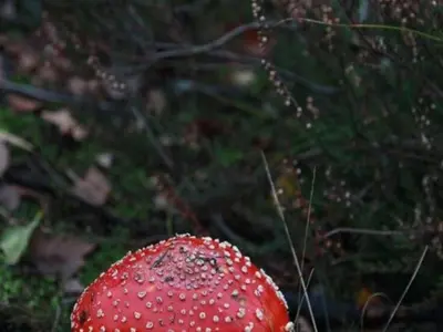 a red mushroom with water droplets on it at Peaceful Chalet Retreat in Nijlen