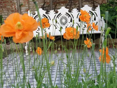 a group of orange flowers in front of a white bench at Bed & Breakfast Exterlaer in Antwerp