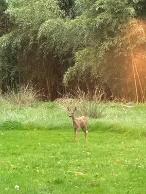 a baby deer standing in a field of grass at Iosono by Moniek in Geel
