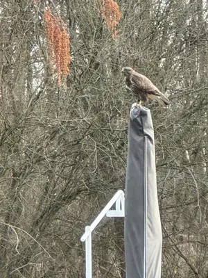 a bird sitting on top of a chair at Iosono by Moniek in Geel