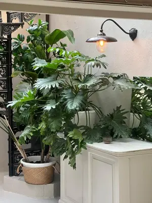 a bunch of plants sitting on top of a cabinet at B&B Maryline in Antwerp