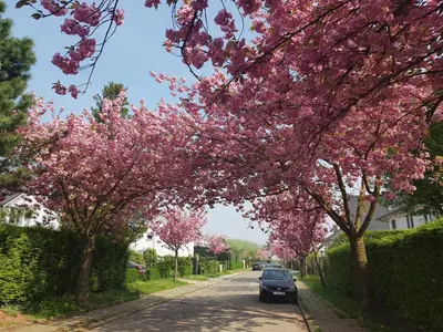 a tree lined street with pink blossomed trees at B&B prince d’Orange Waterloo in Waterloo