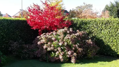 a bush with a red tree behind a hedge at B&B prince d’Orange Waterloo in Waterloo