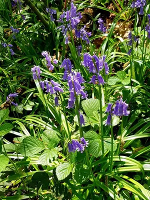 a bunch of purple flowers with green leaves at B&B prince d’Orange Waterloo in Waterloo