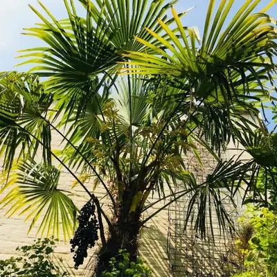 a group of palm trees in front of a building at Koto Garden Suites in Antwerp