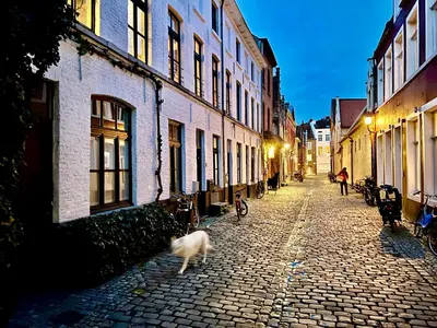 a dog walking down a cobblestone street with buildings at Heaven AT 11, your Deluxe Studio with personal bathroom, kitchenette & terrace in Ghent