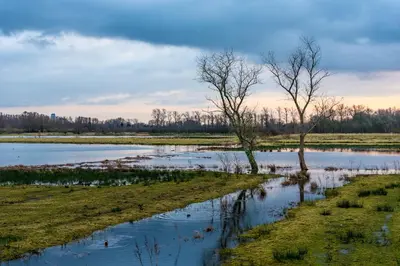 two trees in the middle of a river at Stay in Ghent in Ghent
