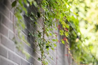 a brick wall with green ivy growing on it at Holiday Inn Express Mechelen City Centre by IHG in Mechelen