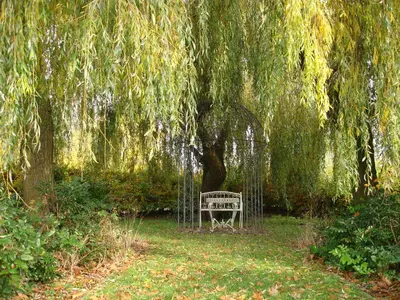 a bench sitting under a weeping willow tree at Biznis Hotel in Lokeren