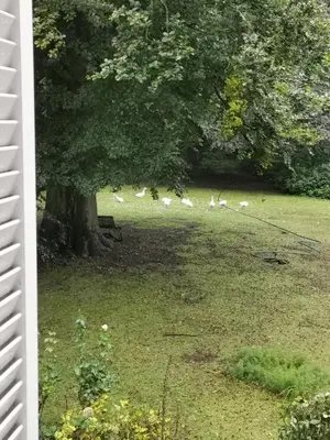a group of white birds standing under a tree at Eremyten Hof in Evergem