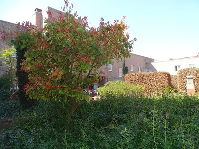 a small tree with red berries in a garden at Budget Flats Leuven in Leuven