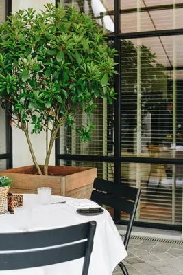 a table and chairs with a potted tree in a room at Hotel FRANQ in Antwerp
