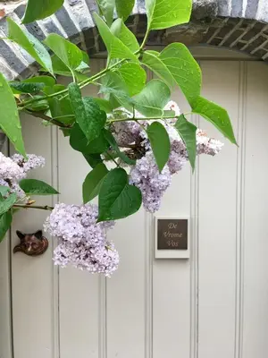 a plant with purple flowers and a sign on a door at B&B De Vrome Vos in Mechelen