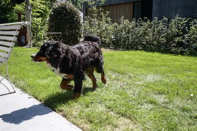 a black and brown dog walking in the grass at B&B Eat&Sleep in Evergem