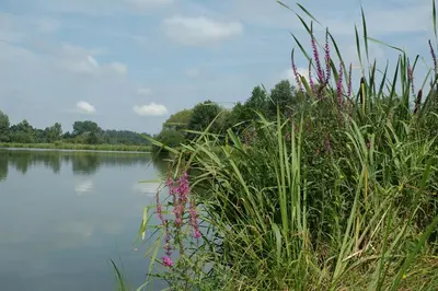 a view of a body of water with grass and flowers at Huize Nassau in Zelem