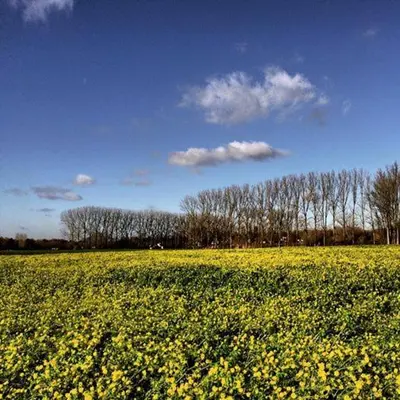 a field full of yellow flowers in a field at African heritage Tervuren in Tervuren