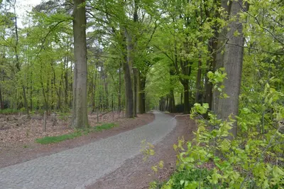 a path through a wooded area with trees at B&B 't Heirweggoed in Assenede