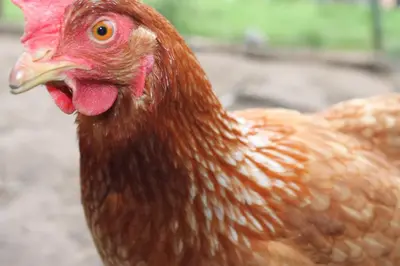 a brown chicken with its tongue out at B&B 't Hoogste in Bornem