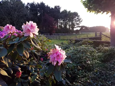 a bunch of pink flowers in a garden at B&B Bergenhof in Hoogstraten
