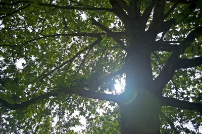 a tree with the sun shining through its branches at B&B Gielse Garden in Gierle