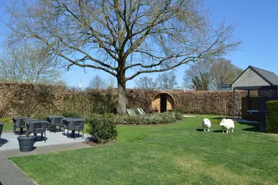 two sheep standing in the grass in a yard at B&B Gielse Garden in Gierle