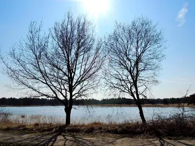 two trees in front of a body of water at Hotel Mieke Pap in Poppel