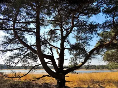 a tree sitting in front of a lake at Hotel Mieke Pap in Poppel