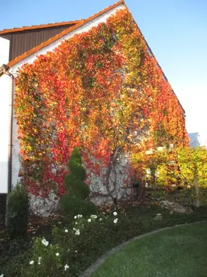 a building with a wall covered in autumn leaves at Vakantieverblijf-Beestenboel in Retie