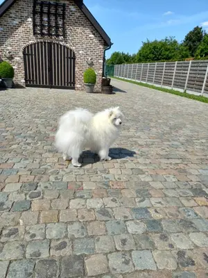a white dog standing on a brick driveway at Vakantieverblijf-Beestenboel in Retie