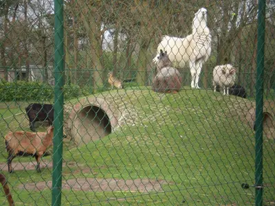 a group of animals in a field behind a fence at Vakantieverblijf-Beestenboel in Retie
