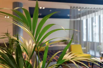 a green plant in a room with a yellow chair at Hampton By Hilton Antwerp Central Station in Antwerp