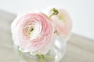 a bouquet of pink roses in a glass vase at de minnetuin in Wachtebeke