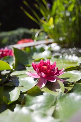 a pink water lily sitting on top of a pond at B&B De Gilleminus in Temse