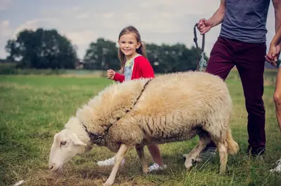 a little girl is standing next to a sheep at De Schaapskooi in Kasterlee