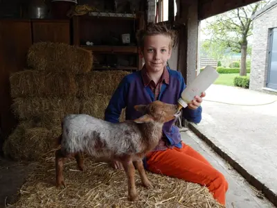 a young boy feeding a baby lamb with a knife at De Schaapskooi in Kasterlee