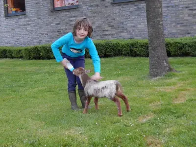 a young girl is petting a baby lamb at De Schaapskooi in Kasterlee