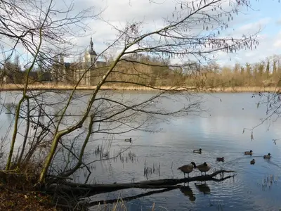 two birds standing on a log in a lake at Studio's Park - Heverlee in Leuven