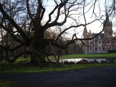 a large tree in front of a house at B&B Sogni d'oro in Lovendegem