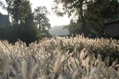 a field of tall grass with the sun in the background at B&B de Rijcke Rust in Rijkevorsel